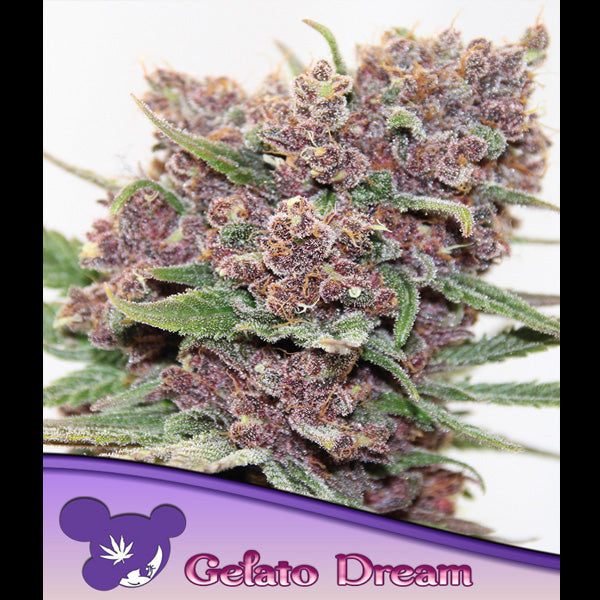 Gelato Dream 5 u. fem Anesia