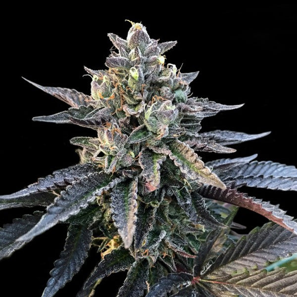 Gelato Sorbet 5 pz. fem. DNA Genetics