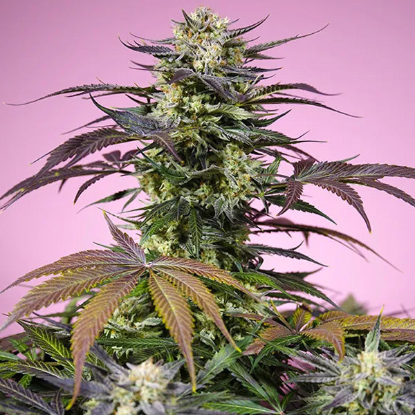 Gelonade 25 ud. fem. Bulk Professionals Sweet Seeds
