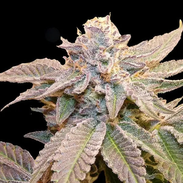 Geriza 13 pz. Reg Bask Triangle Farms