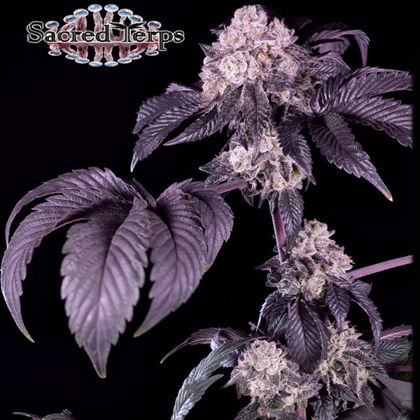 Giraffe Puzzy 4 u. fem Sacred Terps