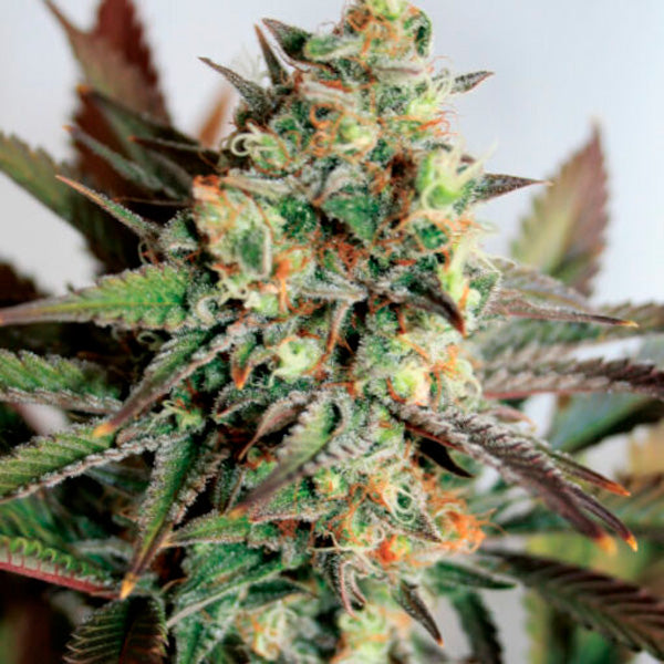 Girl Scout Cookies 5 u. fem. Garden of Green Seeds