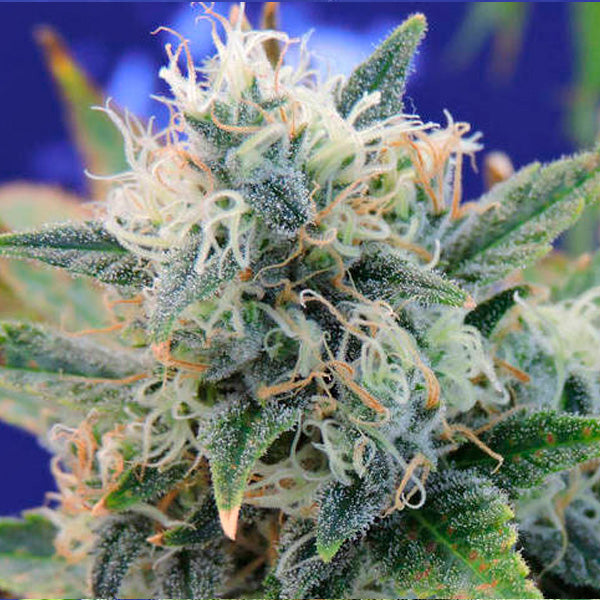 Girl Scout Cookies 5 u. fem. Original Sensible