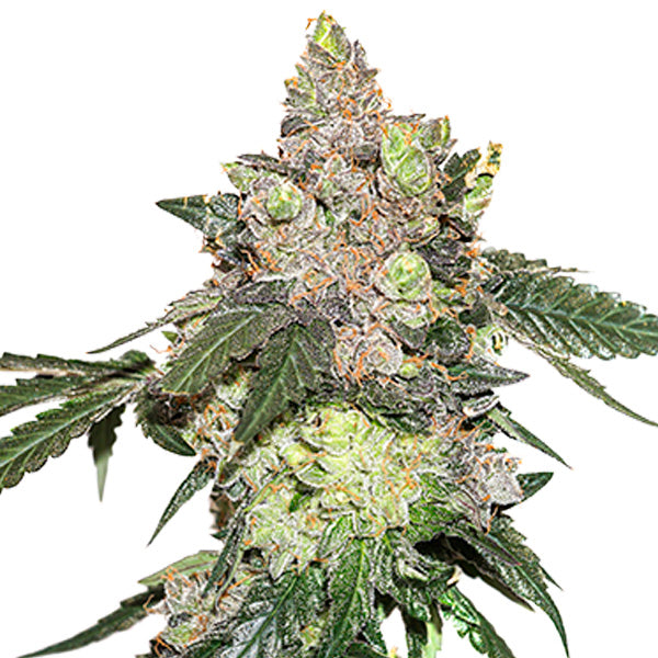 Girl Scout Cookies fem. 25 pz. Seedstockers