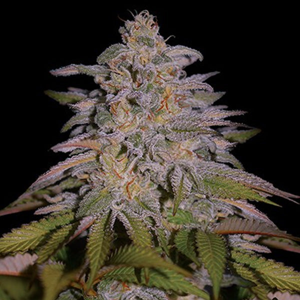 Glazed Gushers 5u. G13 Labs