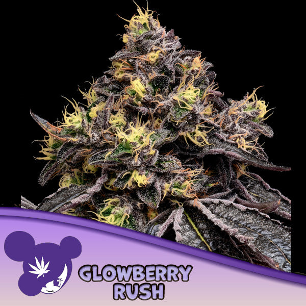 Glowberry Rush 3 u. fem Anesia