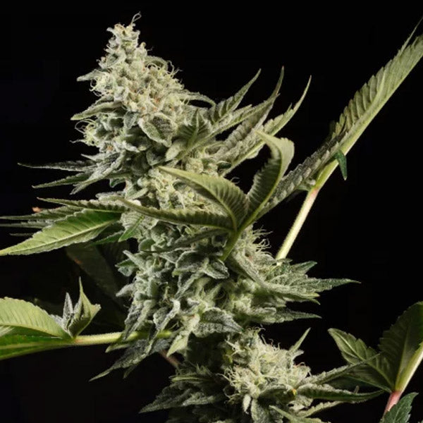 Glowstarz 5 u. fem. Paradise Seeds