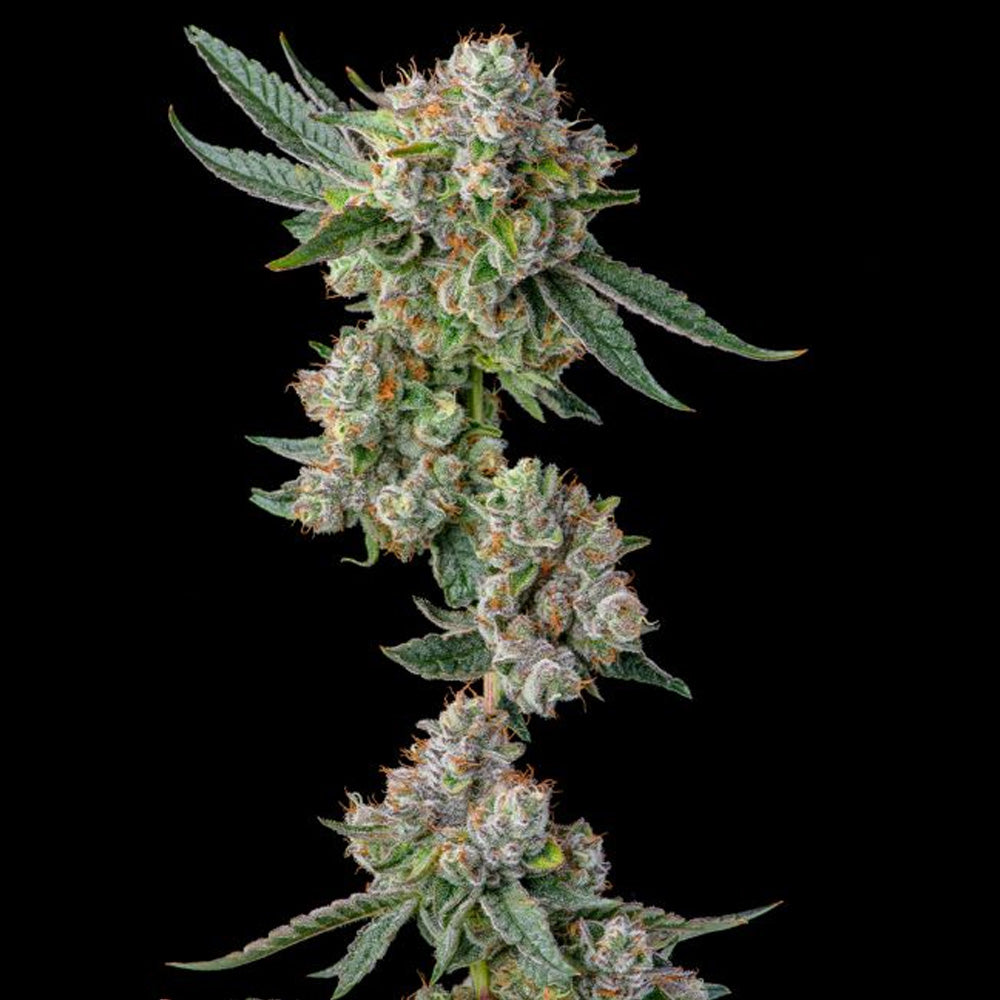 Glue31 : GG4 x Jokerz - 3 u. Fem Compound Genetics
