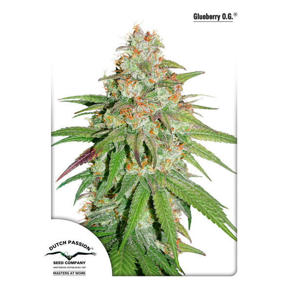 Glueberry OG 3 u. fem. Dutch Passion