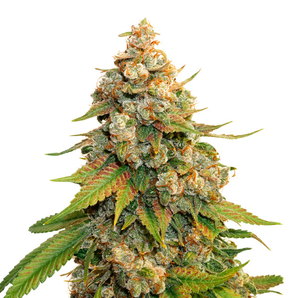 Golden Lemon Haze fem. 5 u. Seedstockers