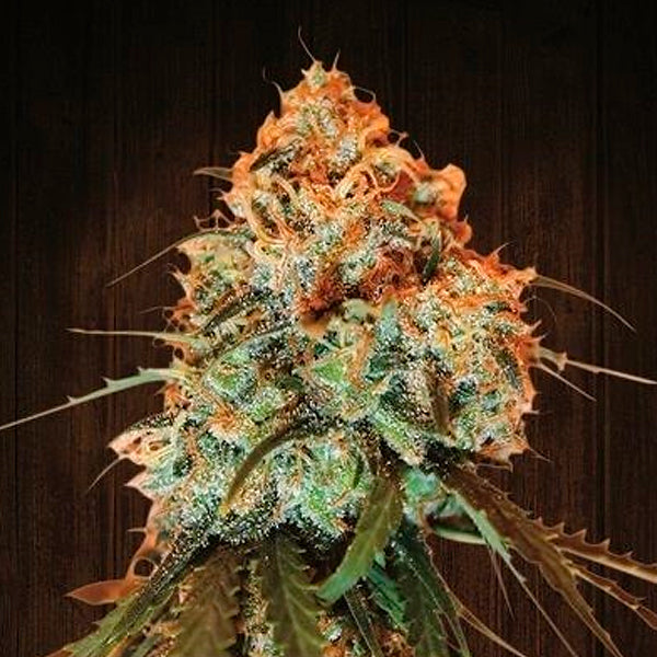 Golden Tiger 1 pc. fem. Ace Seeds
