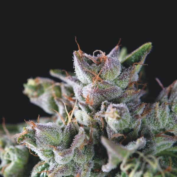 Gorila 5 u. fem. Pyramid Seeds