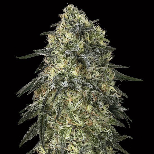 Gorilla 3 u. fem. 00 Seeds