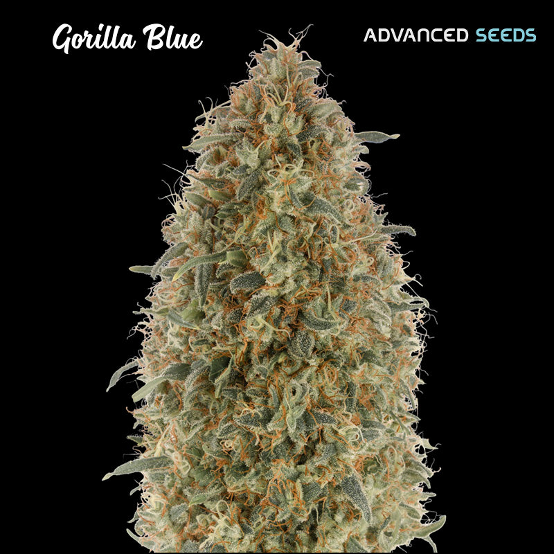 Gorilla Blue 1 pz. fem. Advanced Seeds