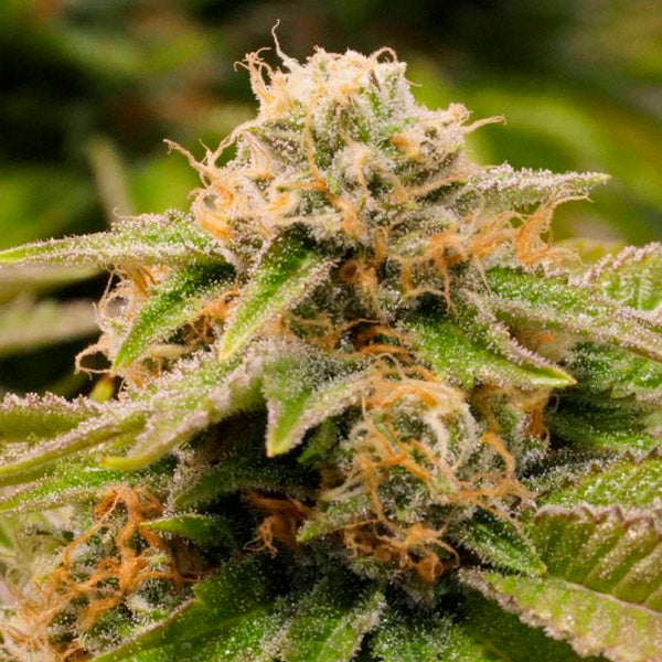 Gorilla Breath 10 ud Humboldt Seed Organization