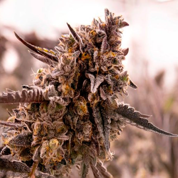 Gorilla Cookies 1 pc. fem. Expert Seeds