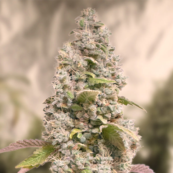 Gorilla Cookies Fast 3 ud High Speed Buds