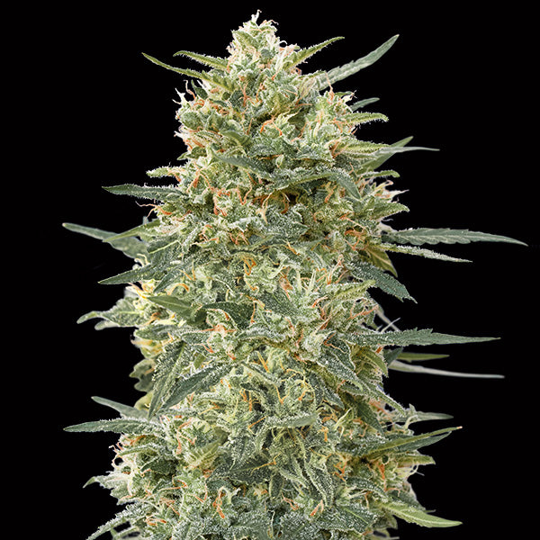 Gorilla Fast 3 u. fem. 00 Seeds