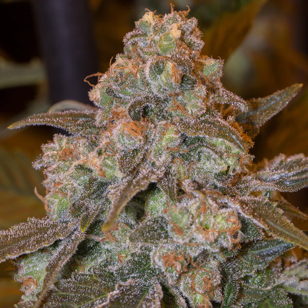 Gorilla Frost 3 ud Silent Seeds