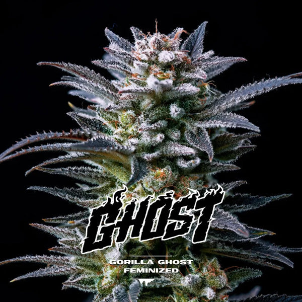 Gorilla Ghost 2 u. fem BSF Seeds