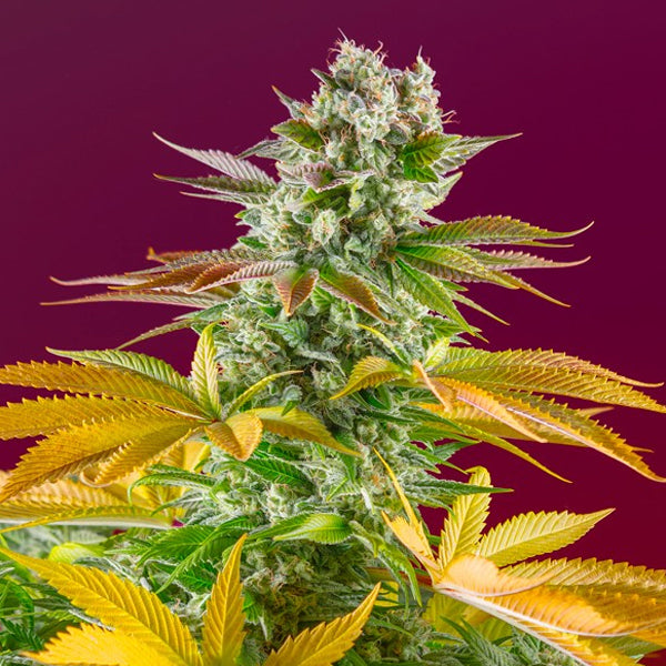 Gorilla Girl Fast Version 25 u. fem. Granel Profesionales Sweet Seeds