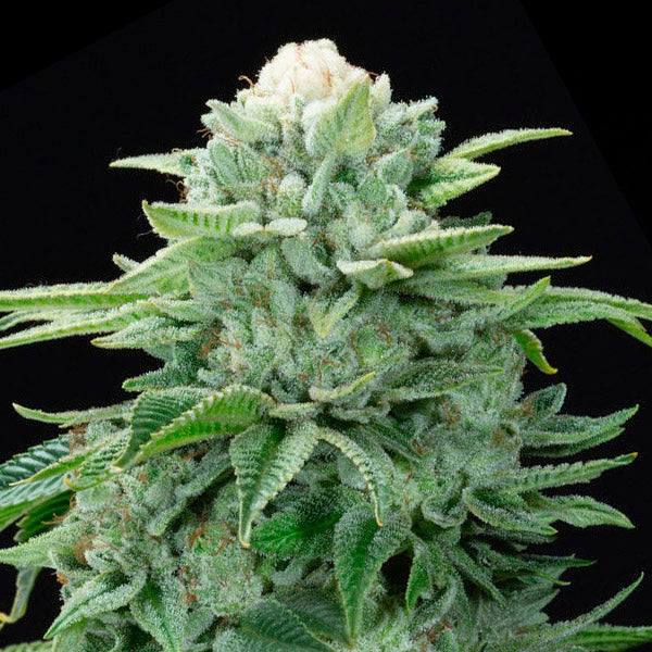 Gorilla Glue #4 S1 3 pk. fem Elev8 Seeds