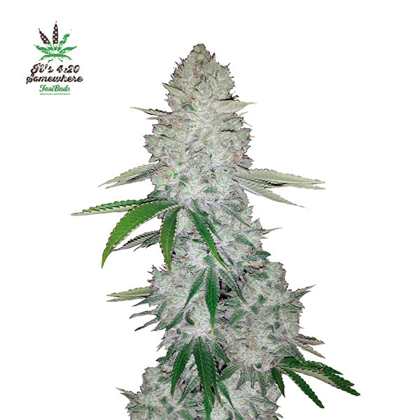Gorilla Glue Auto 1 u. fem. FastBuds Seeds