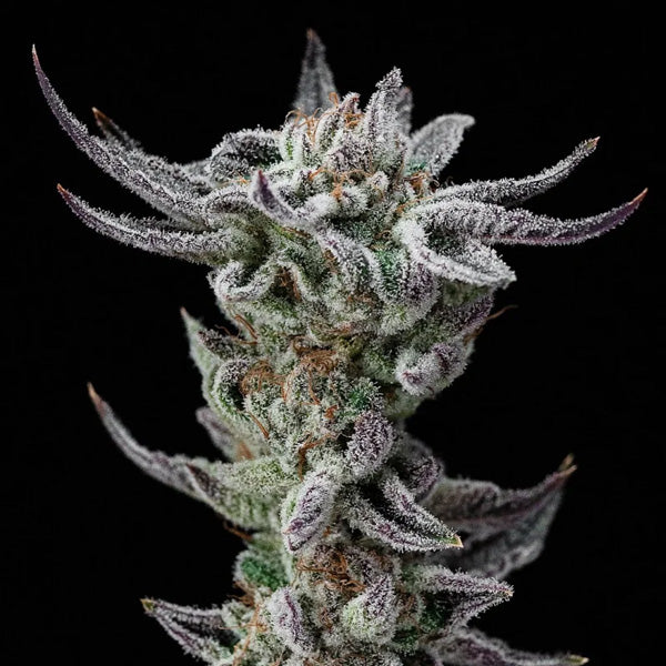 Gorilla Glue Faster 2 u. fem BSF Seeds