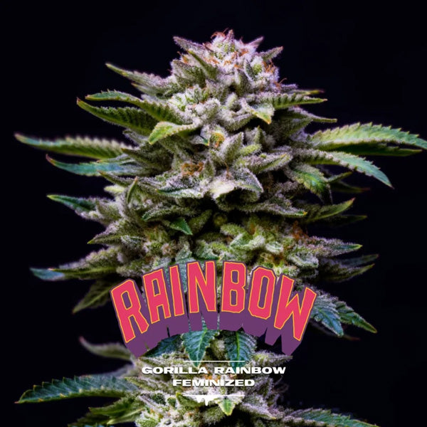 Gorilla Rainbow 4 unità femminizzate BSF Seeds