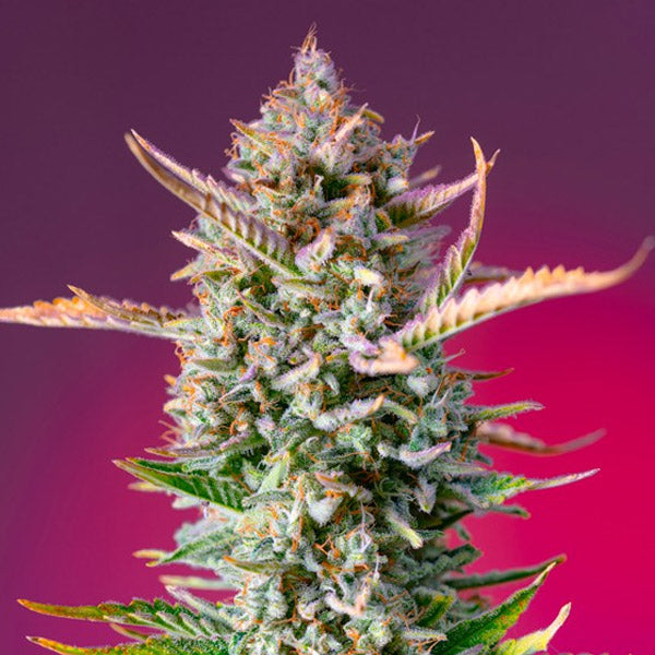 Gorilla Sherbet f1 Fast Version 5+2 u. fem. Sweet Seeds