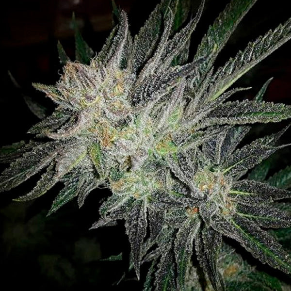 Gorilla White Widow 1 u. fem. Expert Seeds