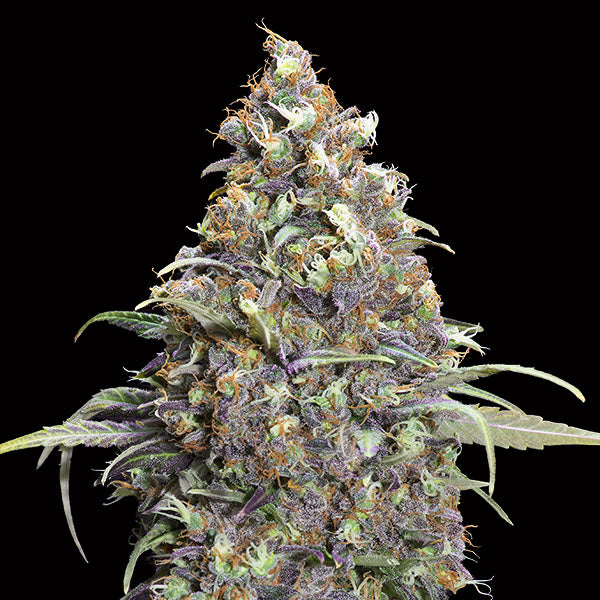 Grand Daddy Purple 25 u. fem. 00 Seeds