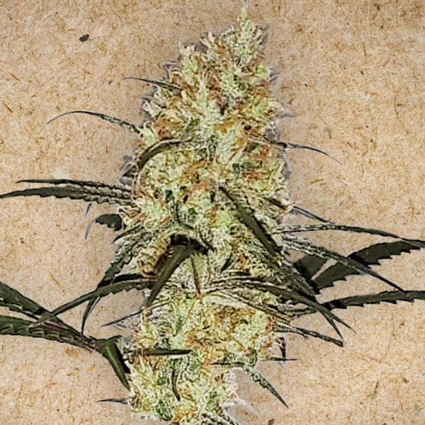 Grape Amnesia 10 pz. fem. Female Seeds