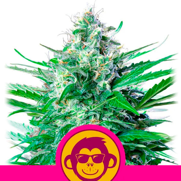 Grape Ape 3 u. fem. Royal Queen