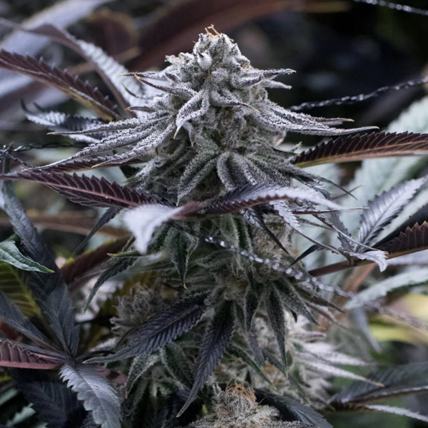 Grape Juice 3 ud Silent Seeds