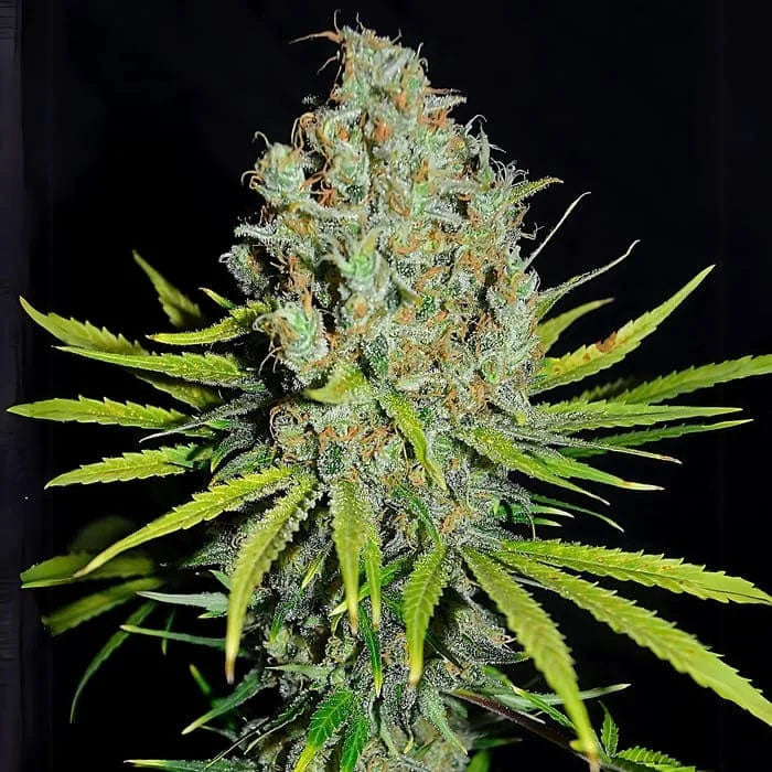 Grape Stomper 3 u. fem Empire Seeds