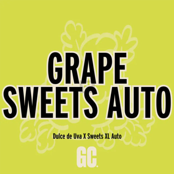 Grape Sweets Auto 5 u. Grand Cru Genetics