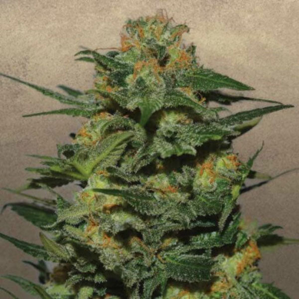 Green Crack 15 u. fem. Garden of Green Seeds