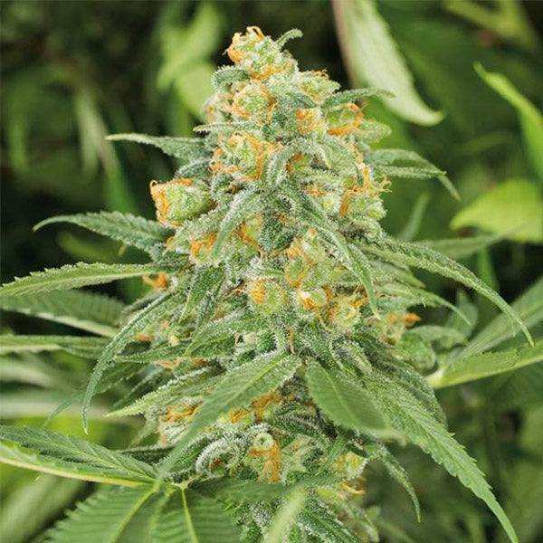 Green Crack 2.0 - 5 ud Humboldt Seed Organization