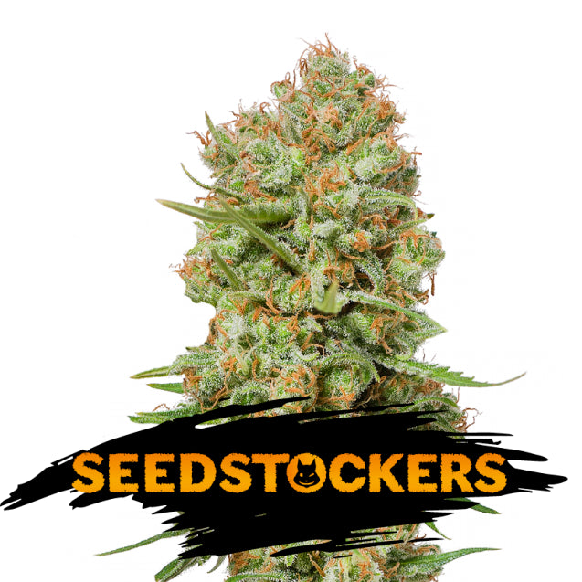 Green Crack fem. 3 pz. Seedstockers