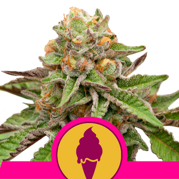 Green Gelato 5 u. fem. Royal Queen