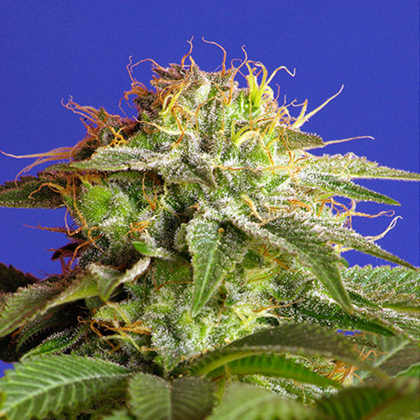 Green Poison Fast Version 3+1 u. fem. Sweet Seeds