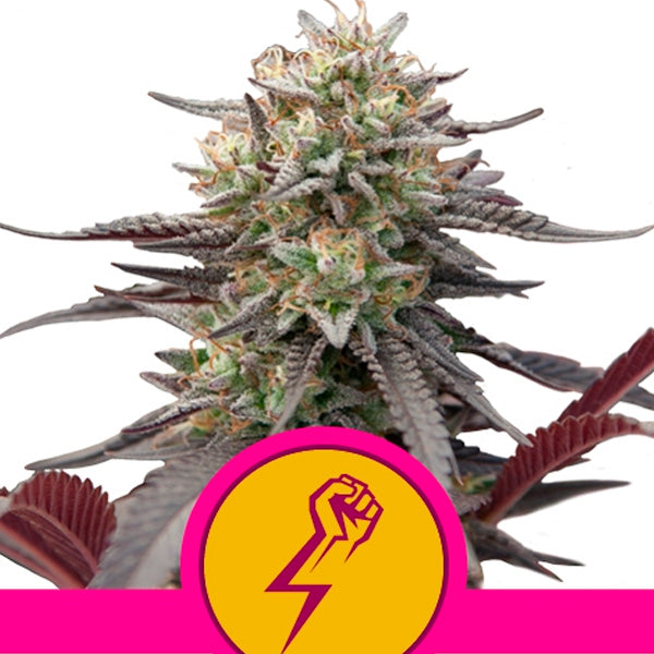 Green Punch 1 u. fem. Royal Queen