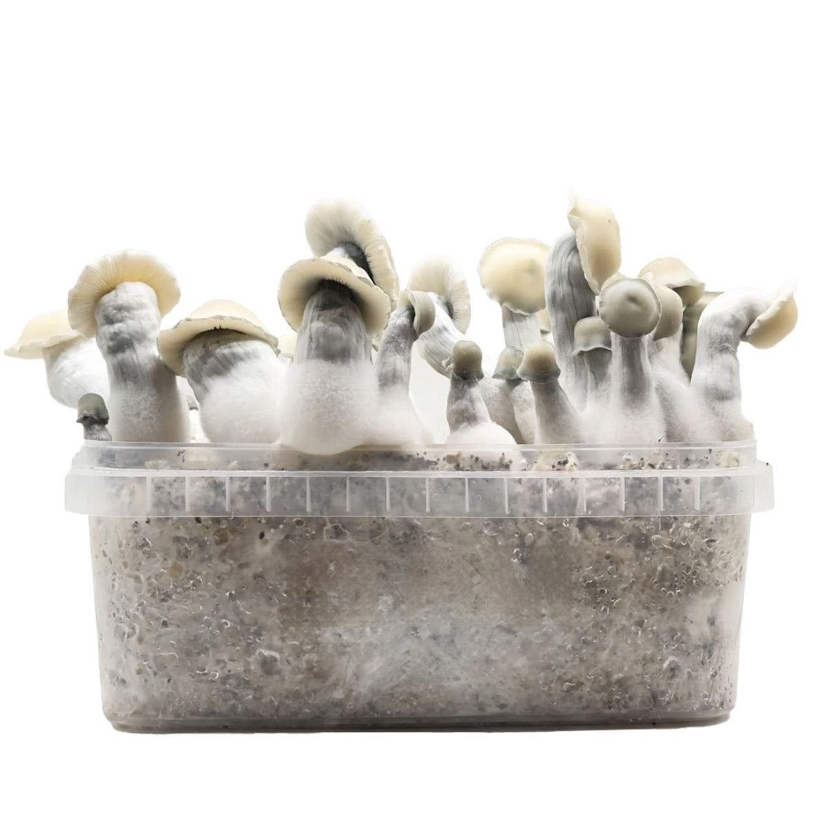 Grow Kit Albino Bluey Vuitton Hybrid