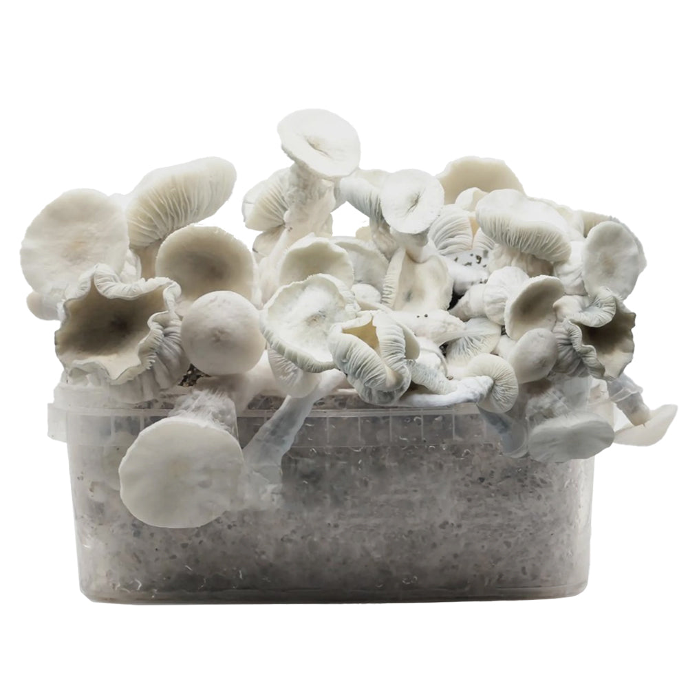 Grow Kit Averis Albino