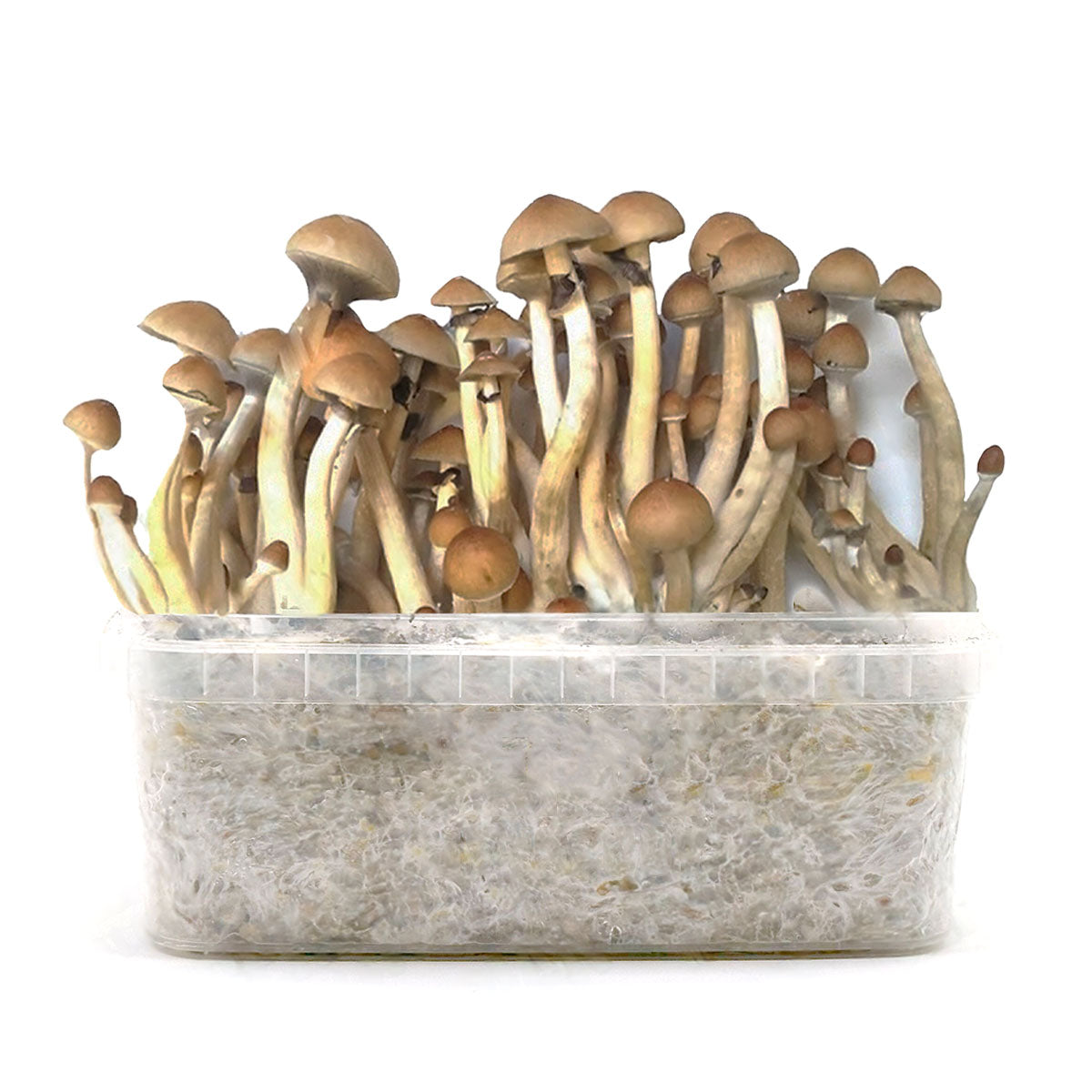 Grow Kit B+