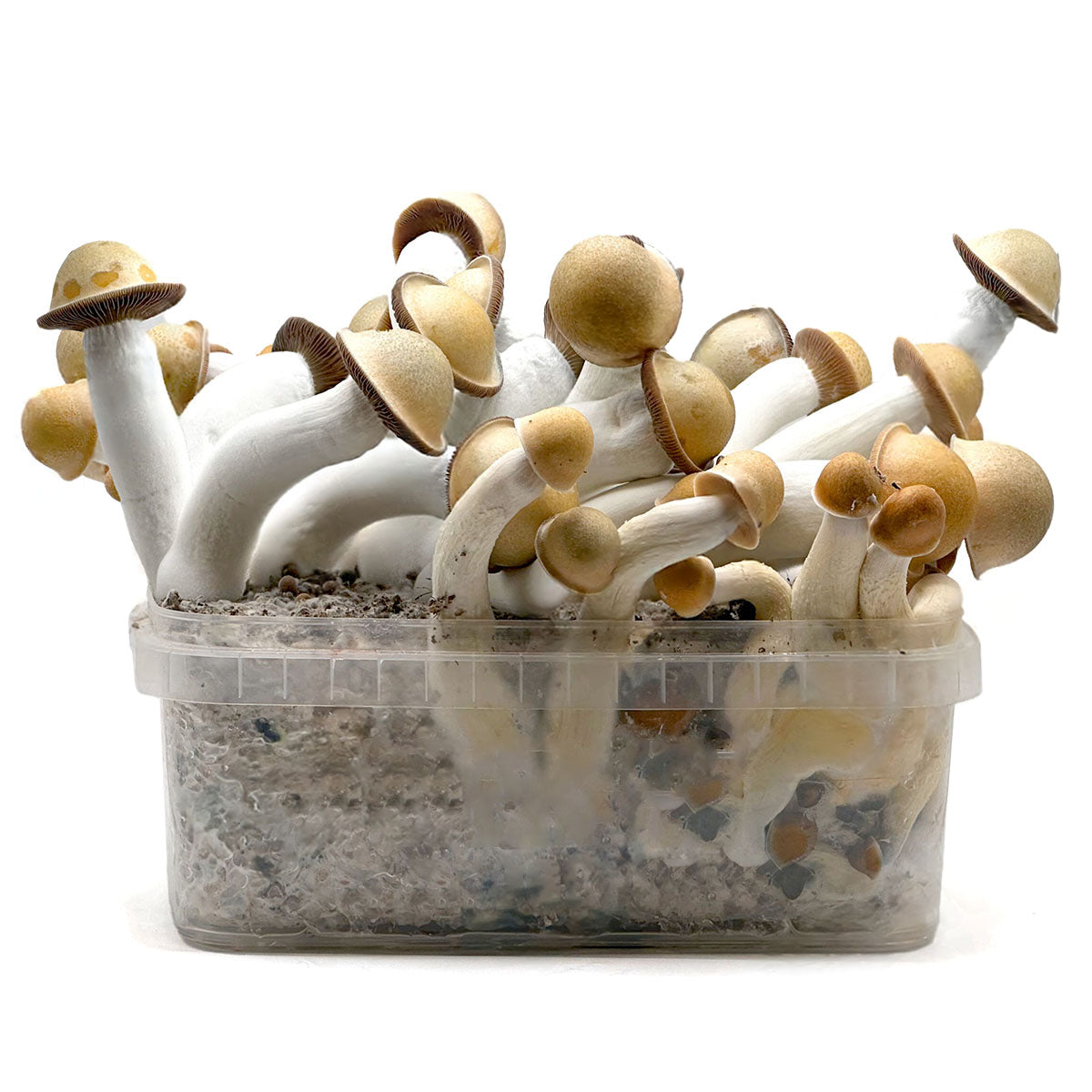 Grow Kit Penis Envy Hybrid