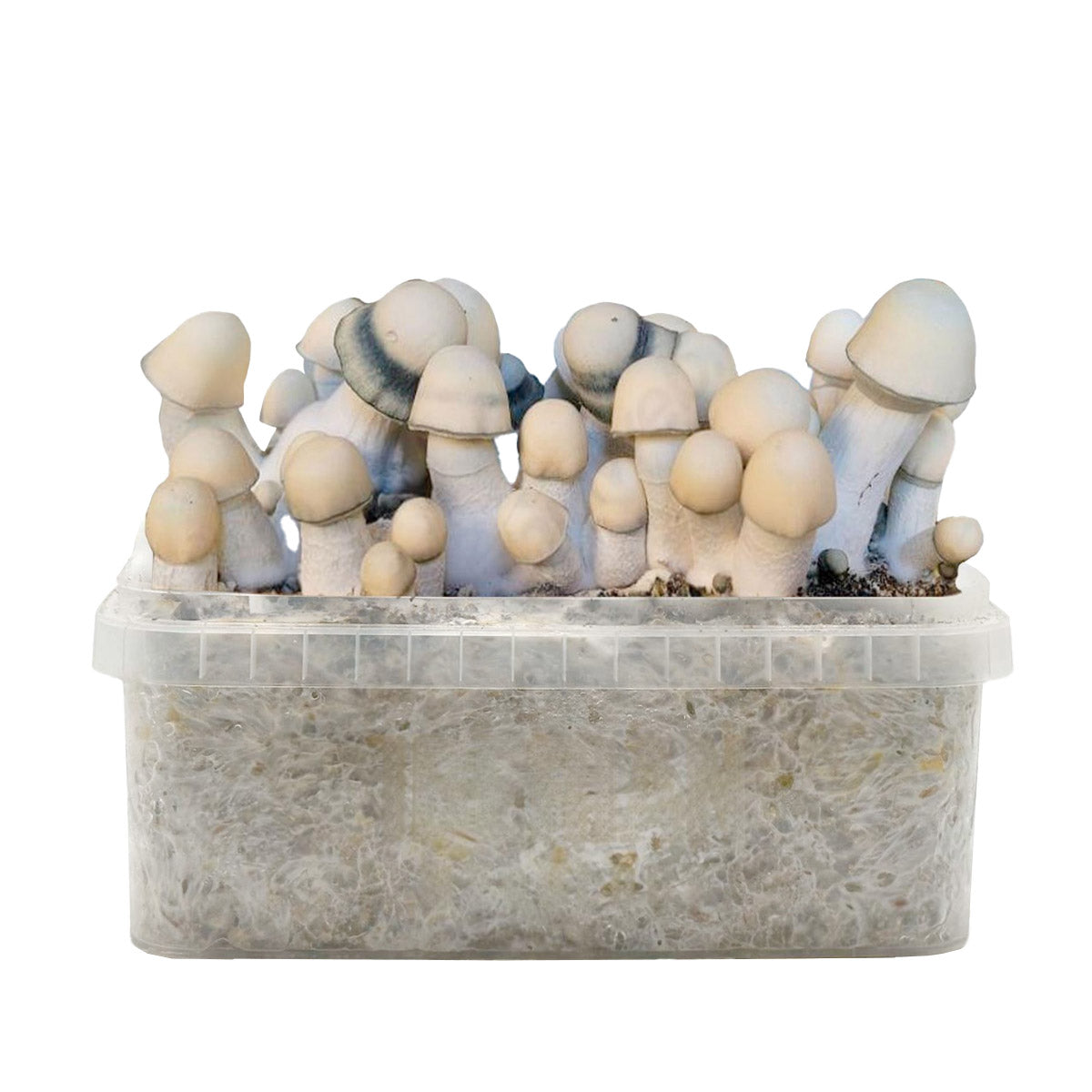 Grow Kit Yeti Hybrid