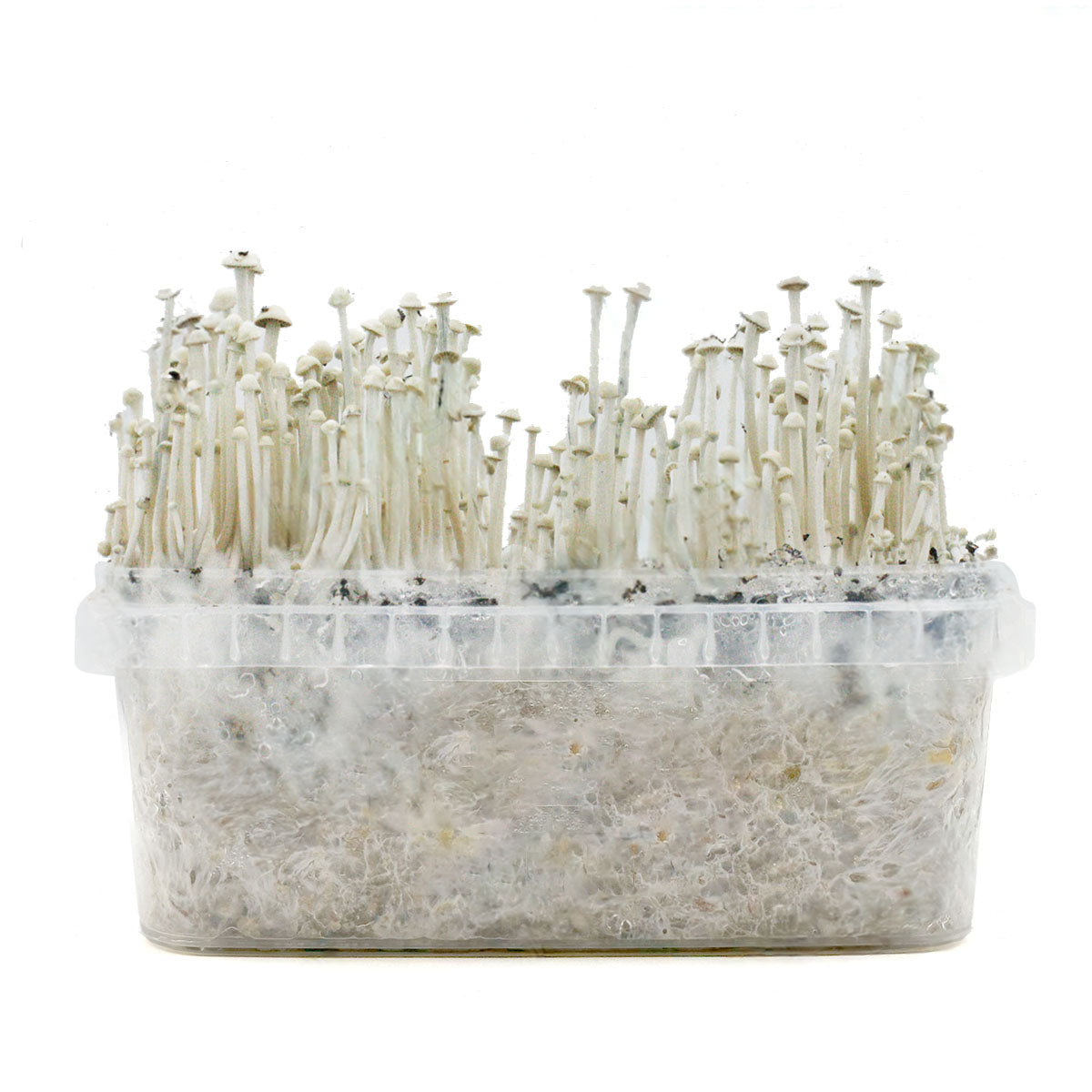 Grow Kit Panaeolus Cyanescens