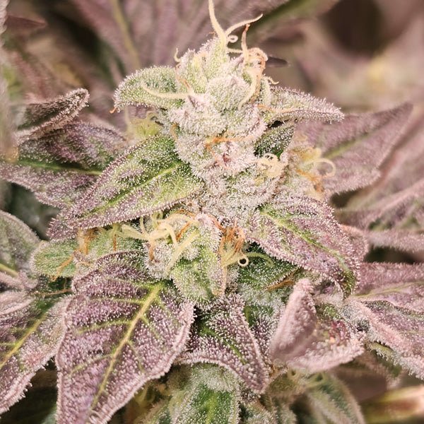 Guava Runtz 6 pz. fem Karma Genetics